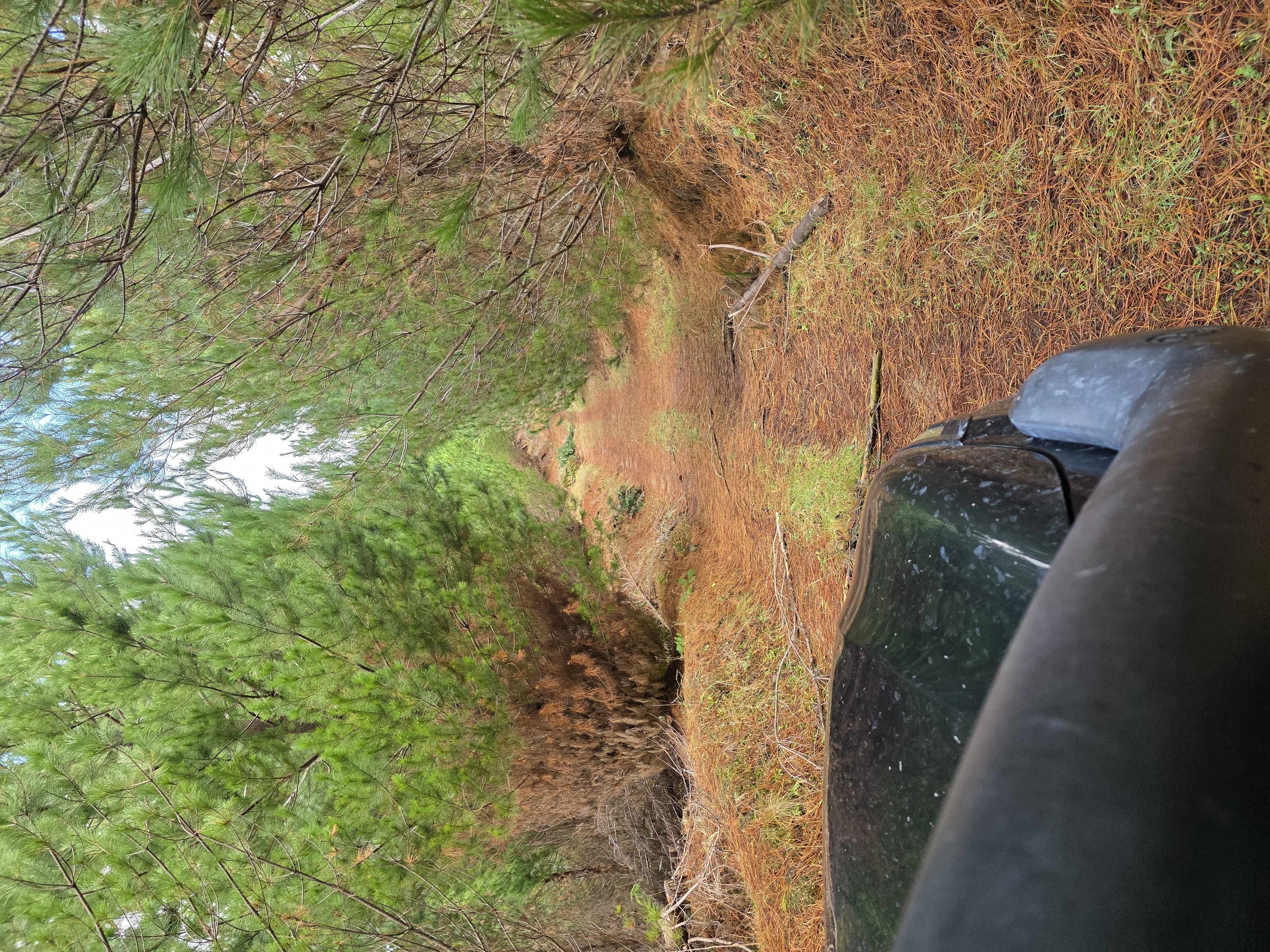 Whirinaki Forest image 6