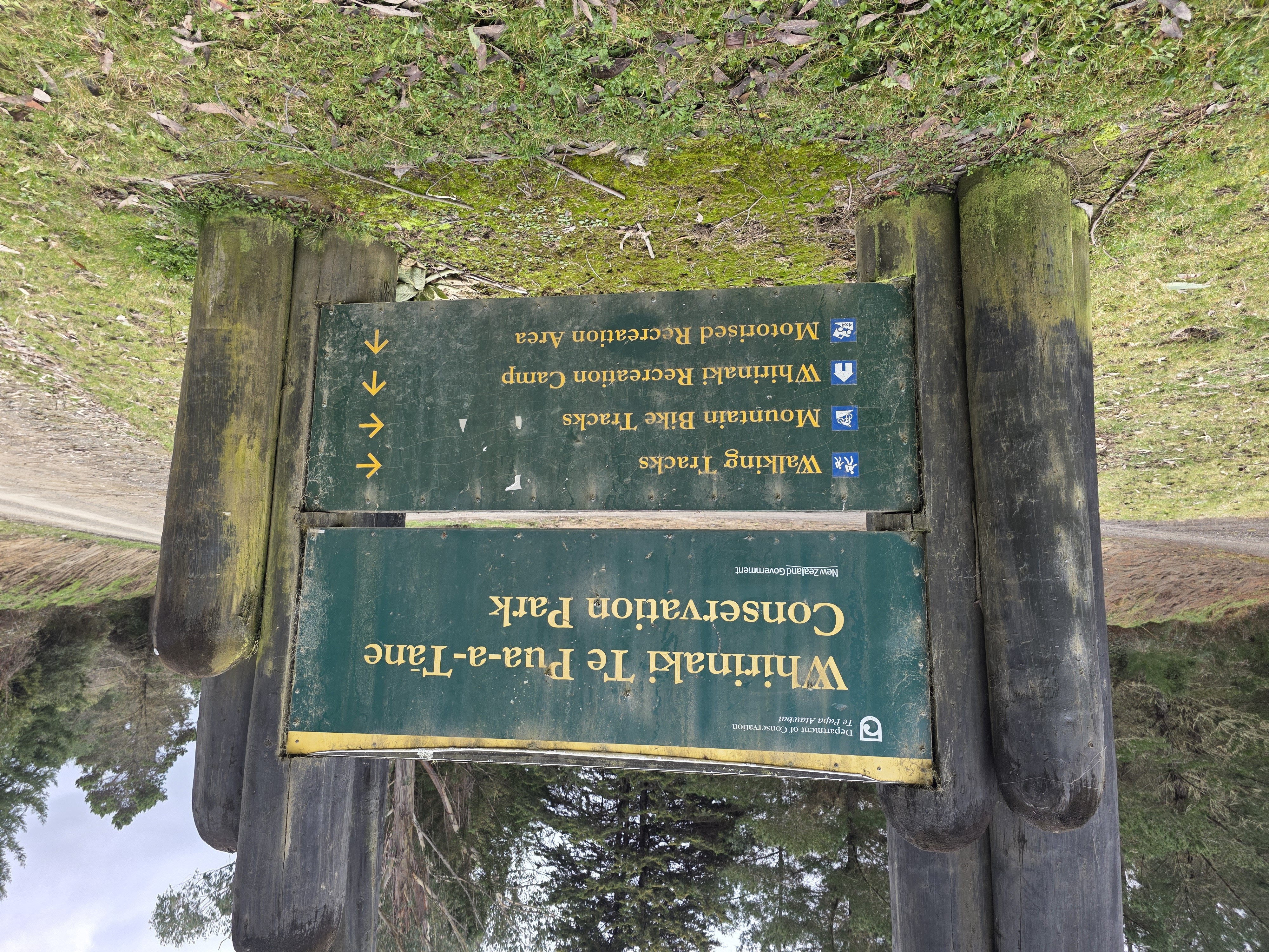 Whirinaki Forest image 7