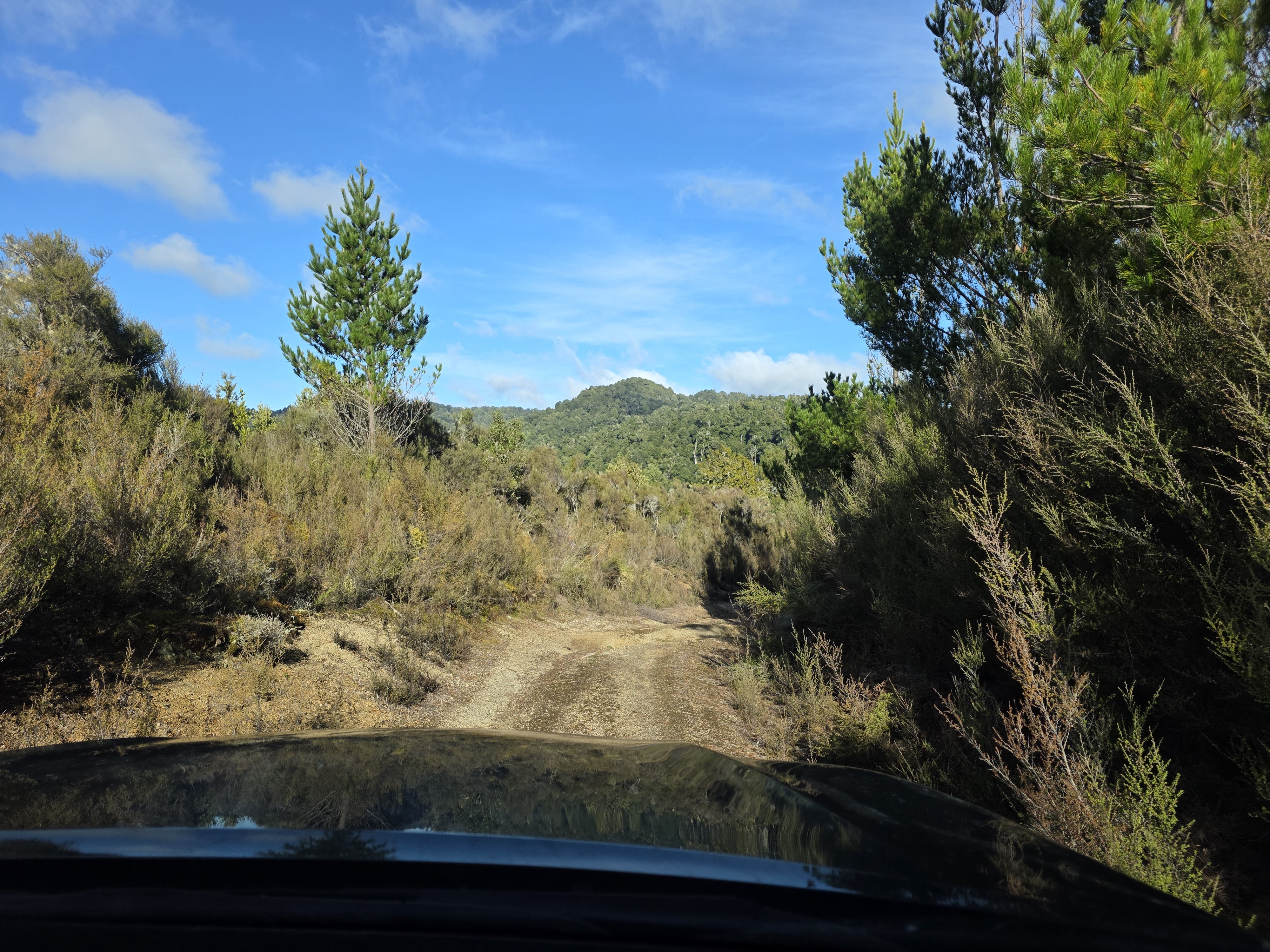 Whirinaki Forest image 2