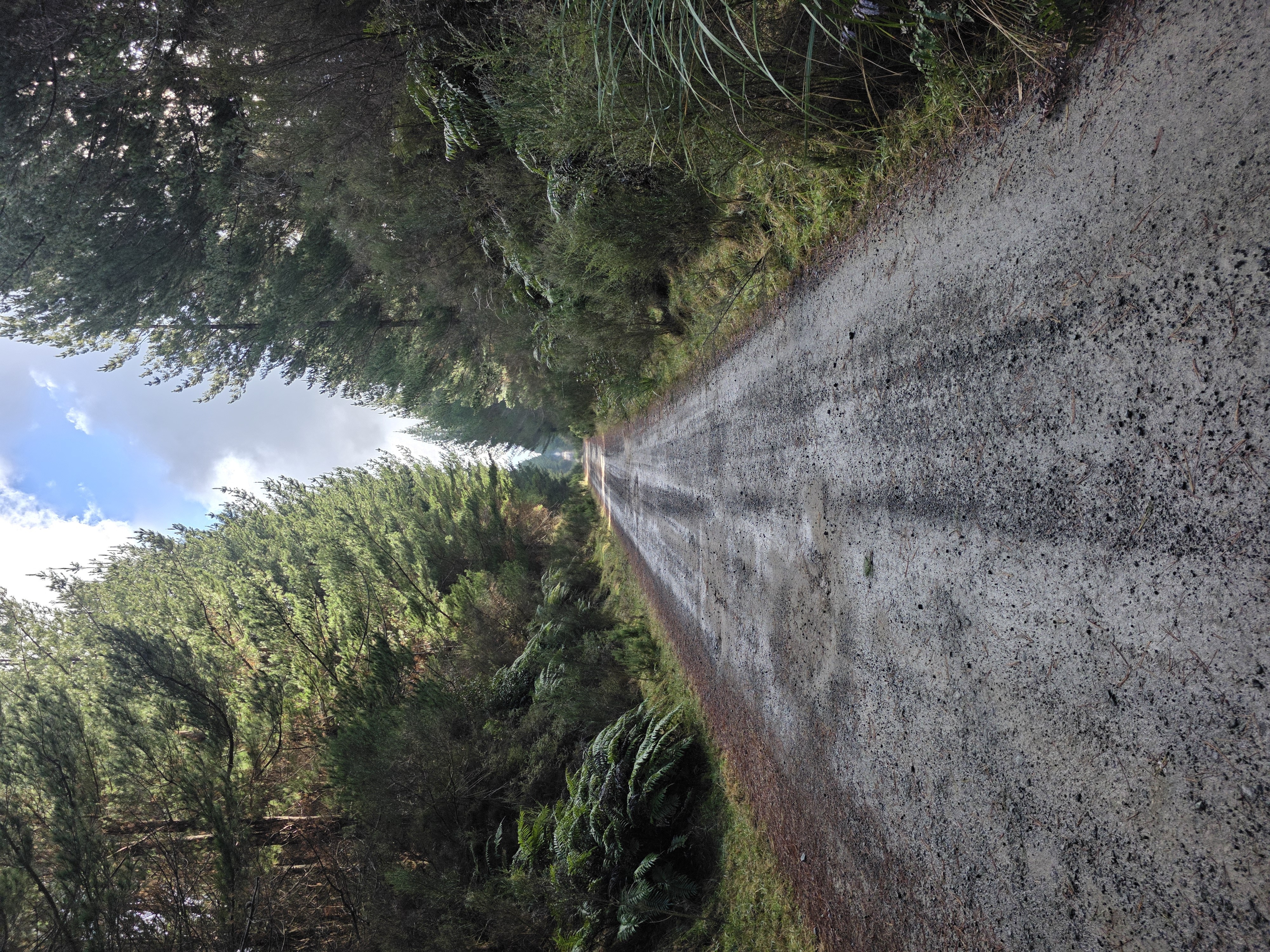 Whirinaki Forest image 5