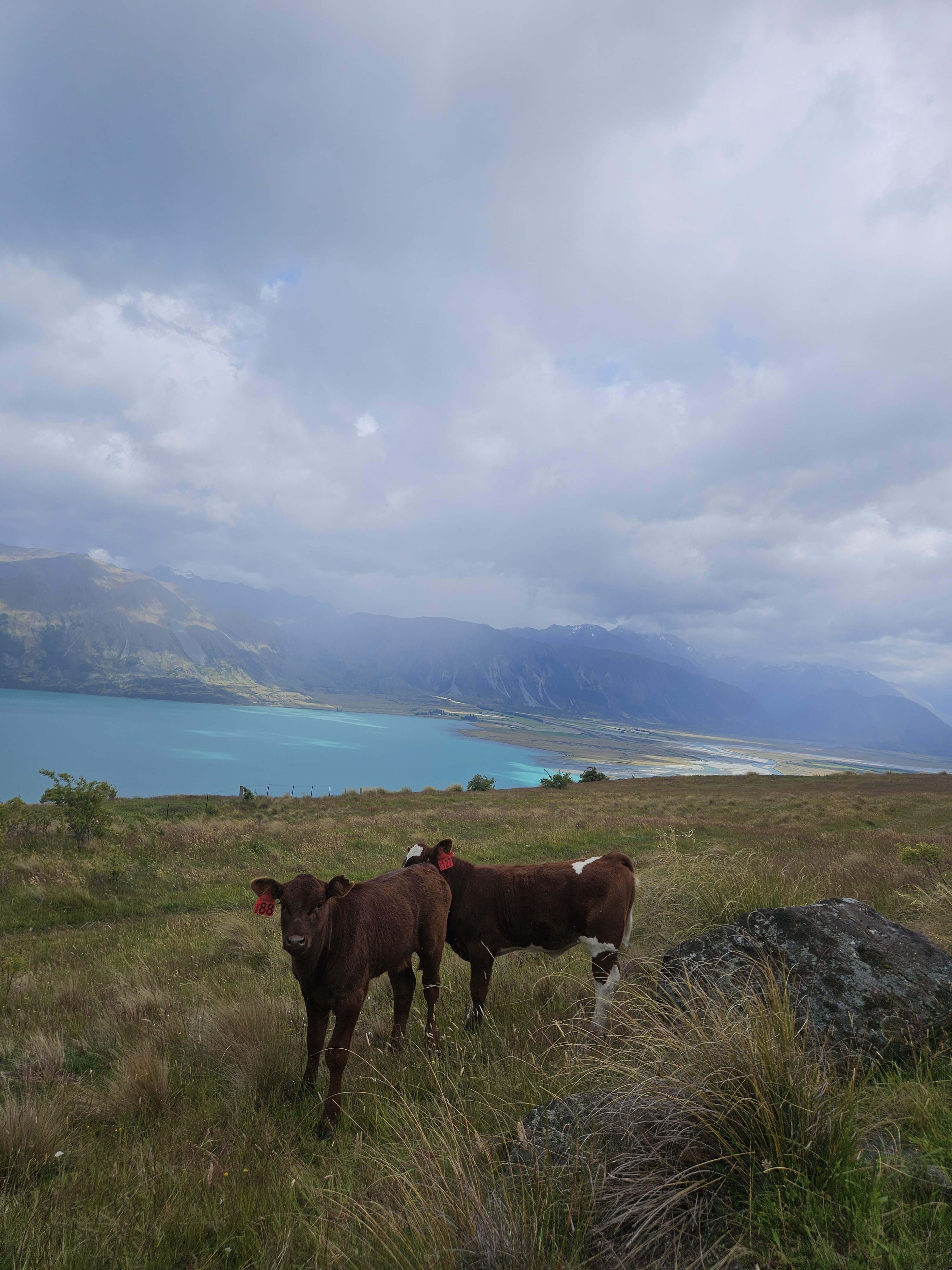 Flanagan Pass/Greta Track/Dorcy Stream image 3