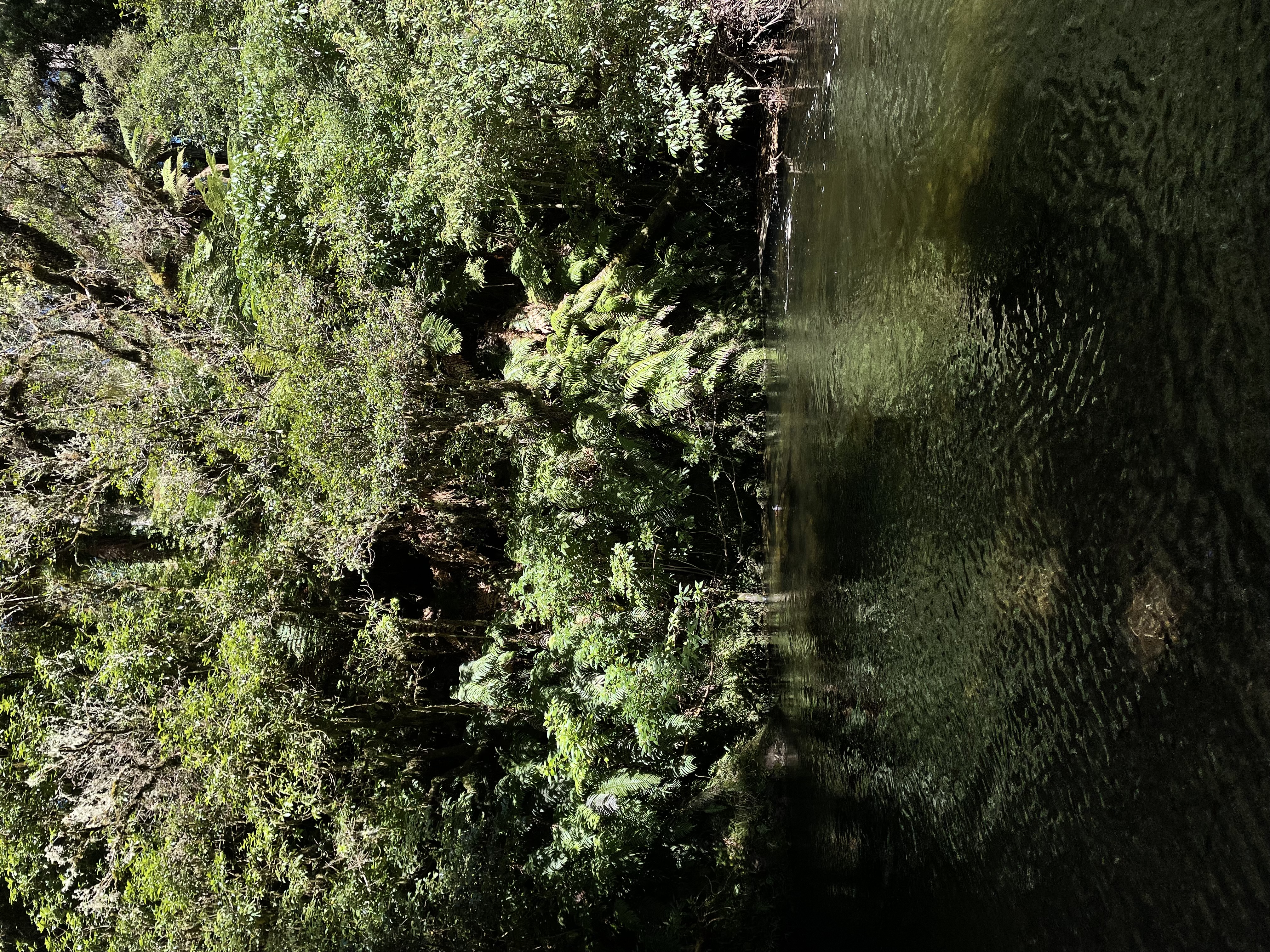 Kakaho Campsite image 1