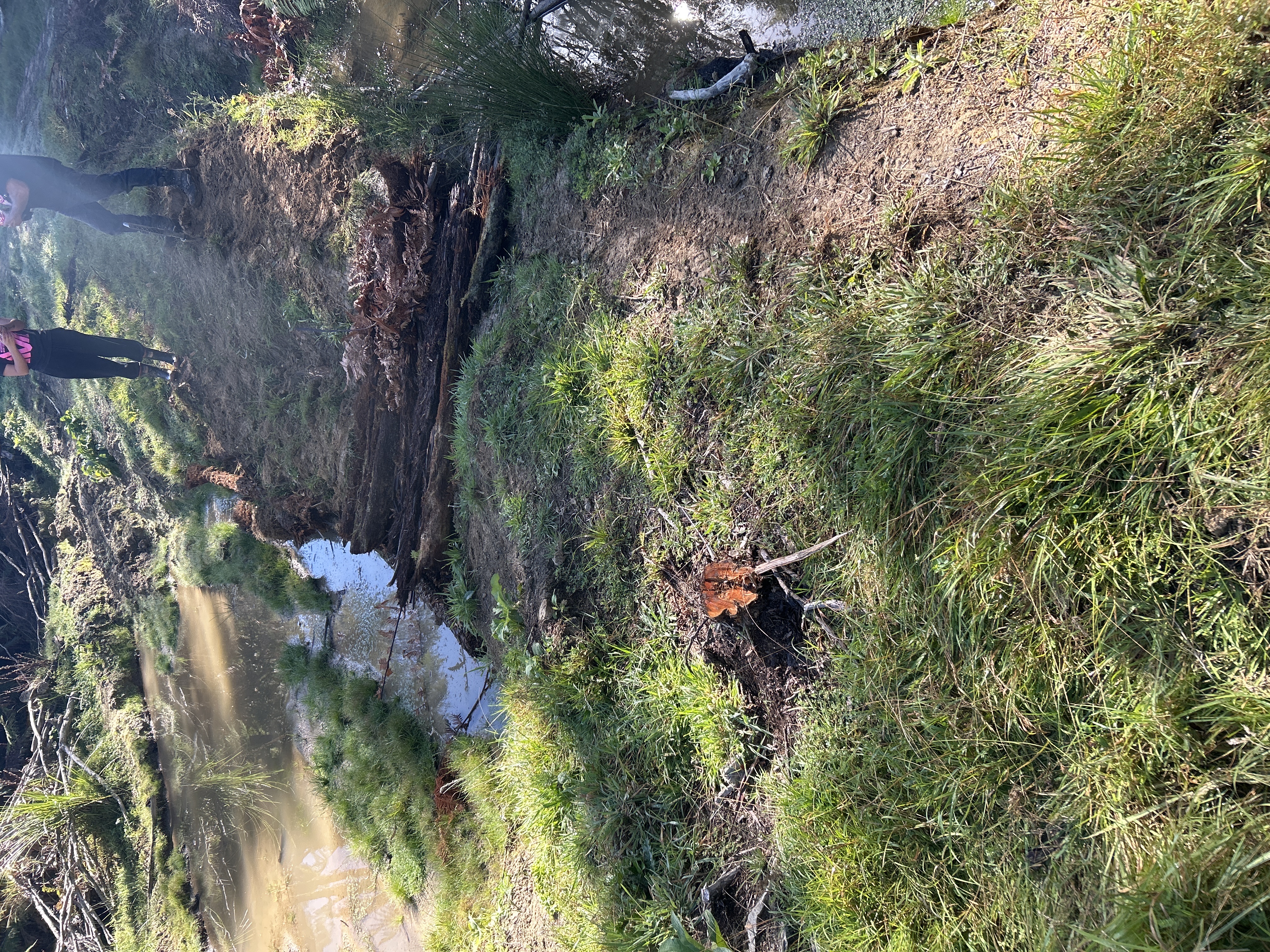Whangamomona Road image 1