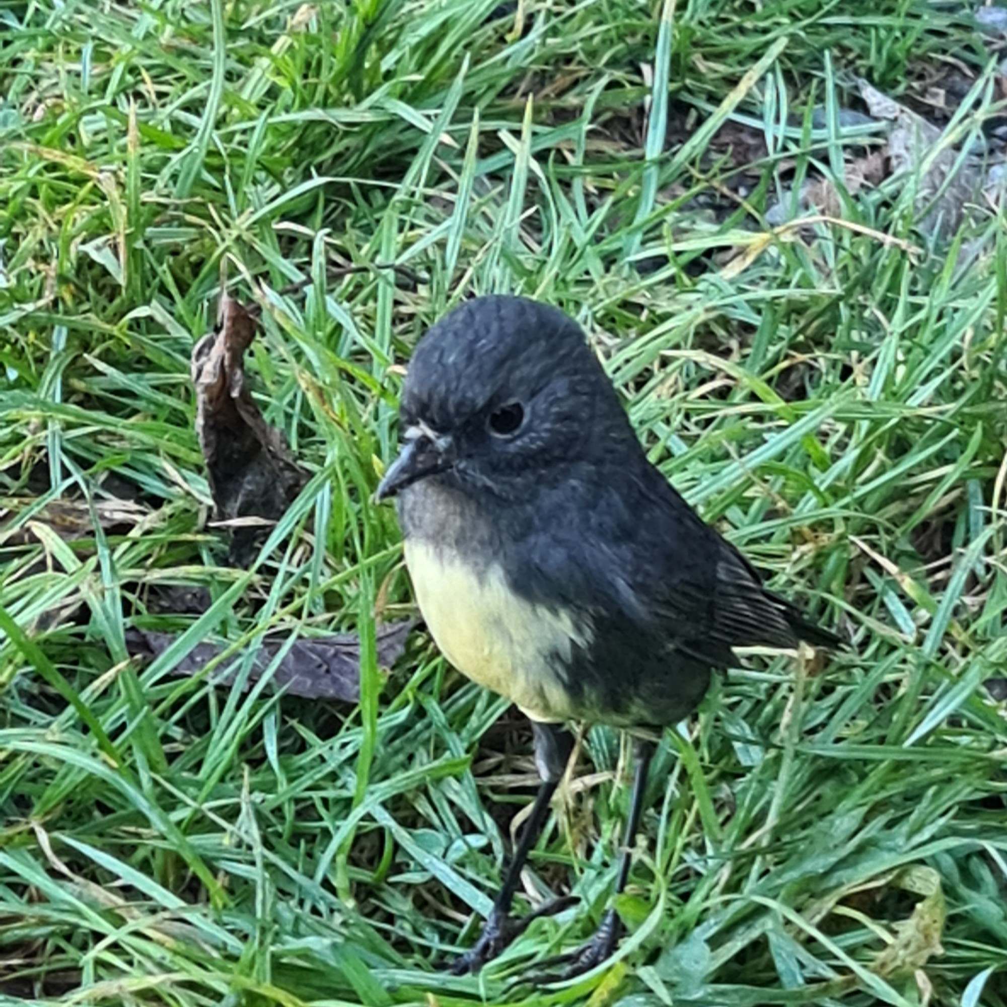 Puhi Puhi Campsite image 3