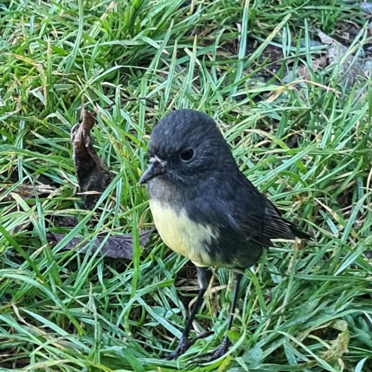 Puhi Puhi Campsite image 3