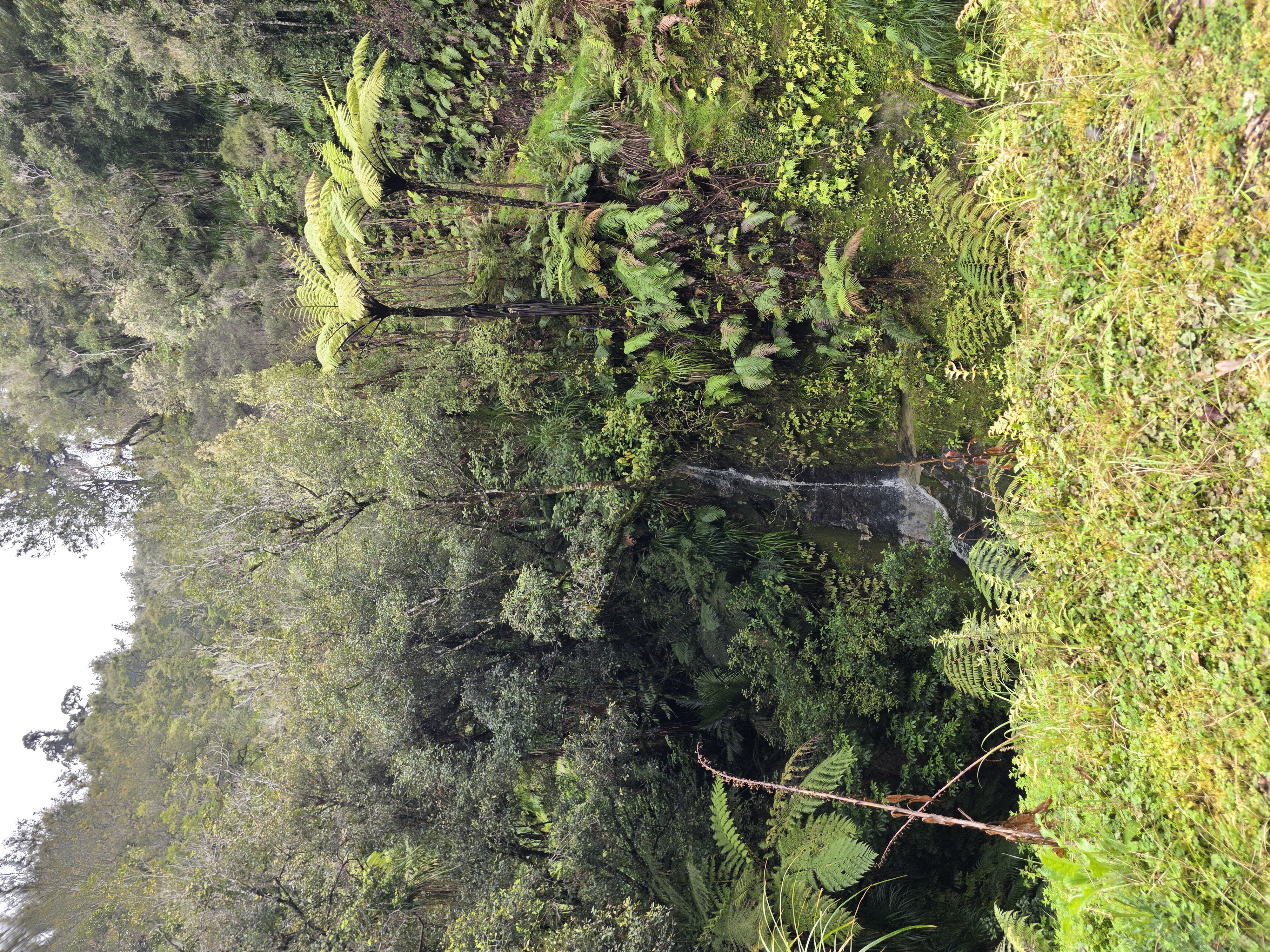 Kiwi Road image 7