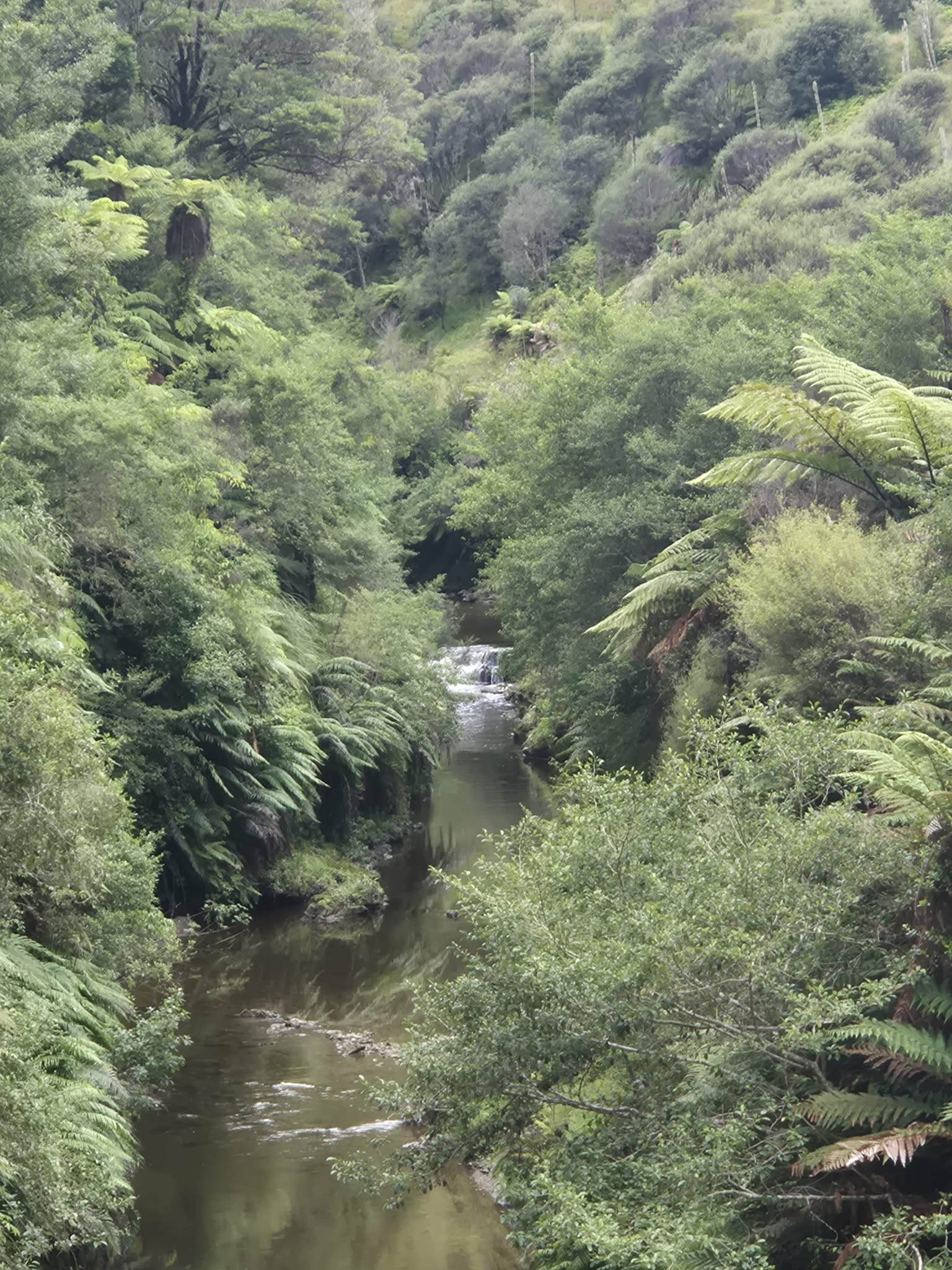 Whangamomona Road image 2
