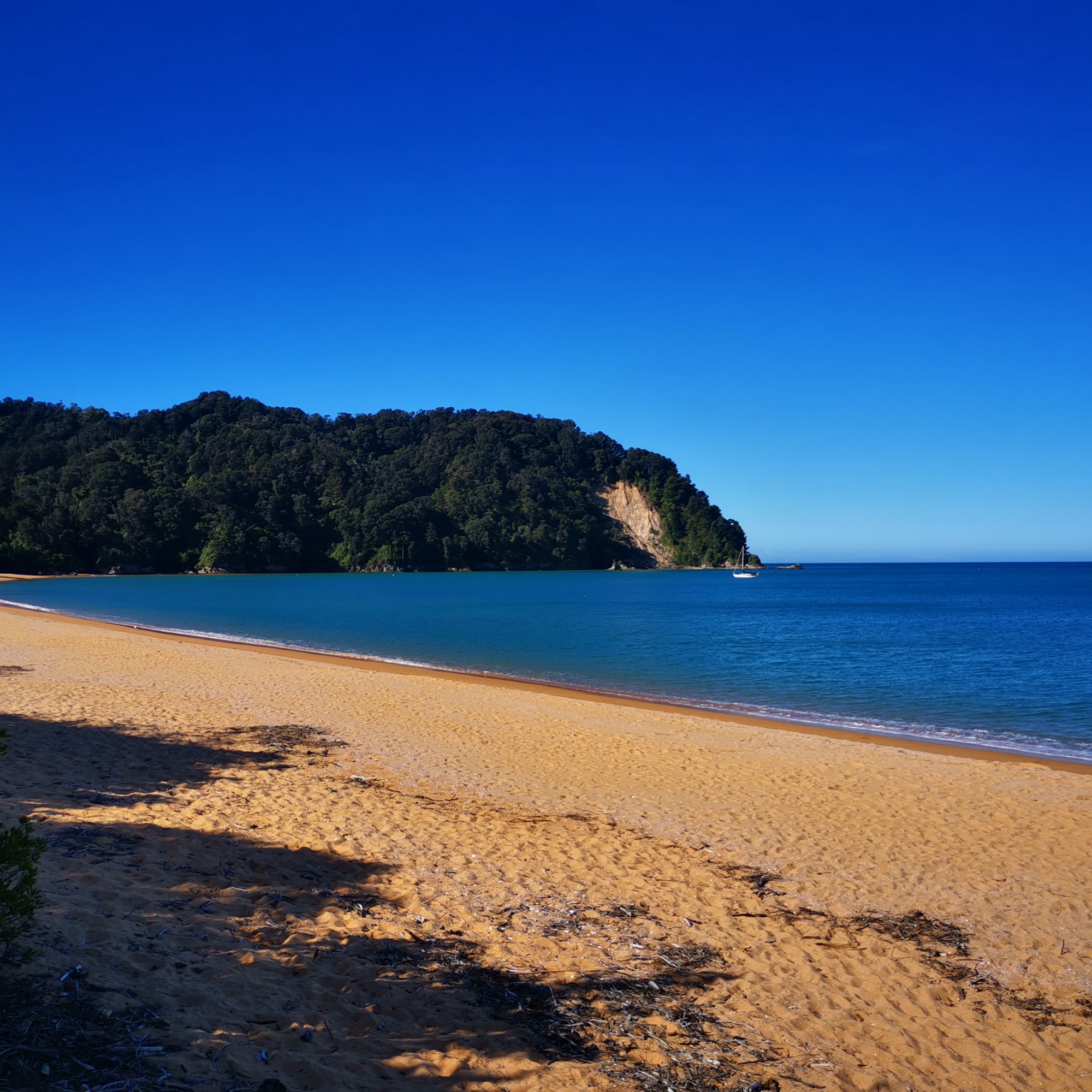 Totaranui Campground image 1