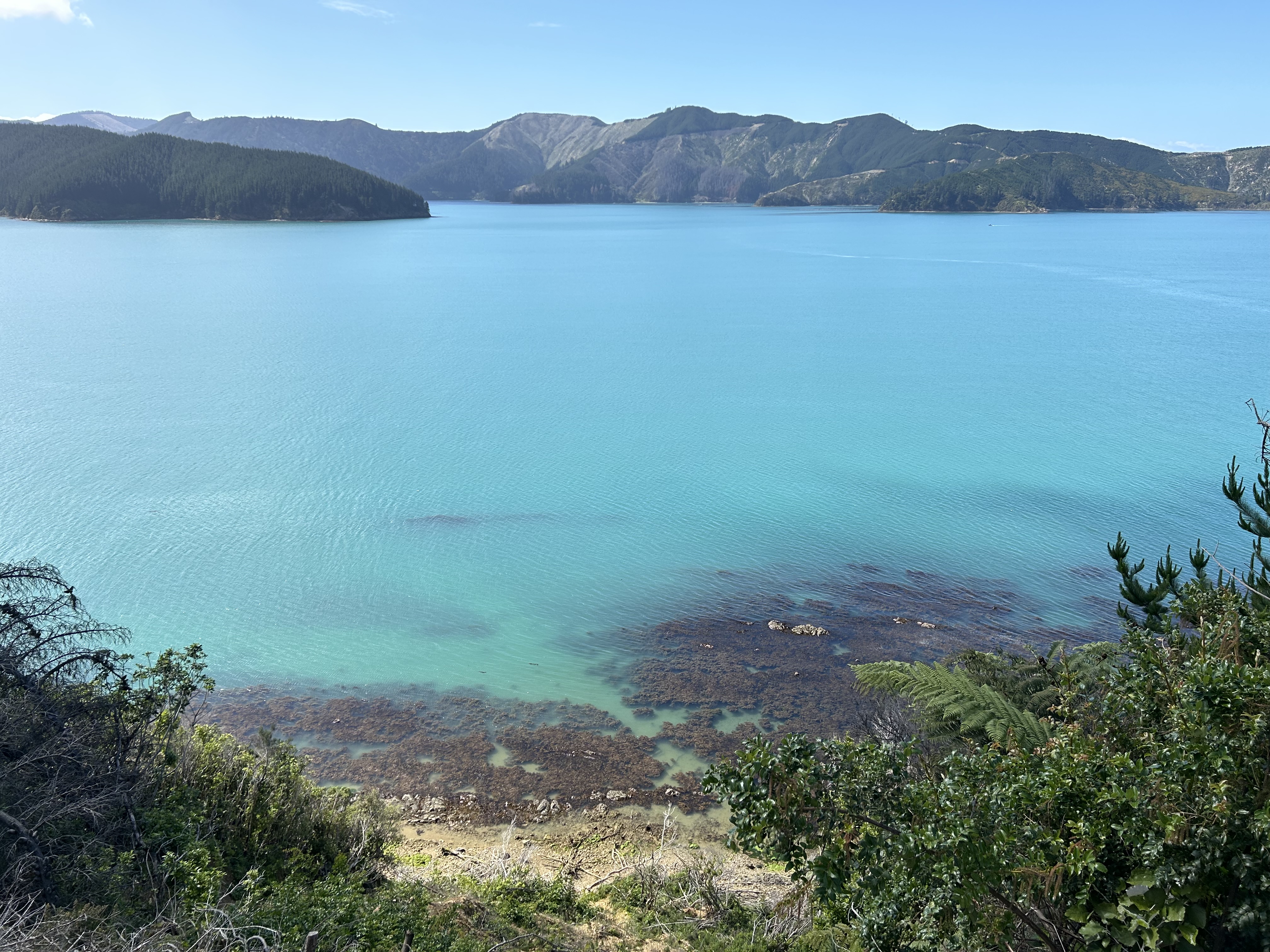 Port Underwood Road image 7